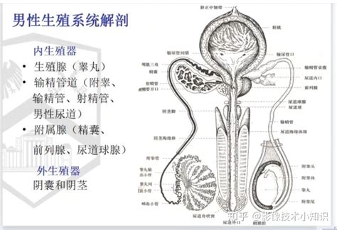 男生的生殖器|男性生殖系统